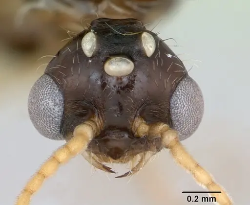 Solenopsis geminata - CASENT0173276