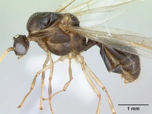 Solenopsis geminata - CASENT0173276