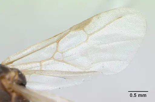 Solenopsis geminata - CASENT0173276