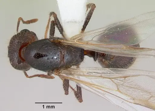 Solenopsis geminata - CASENT0173277
