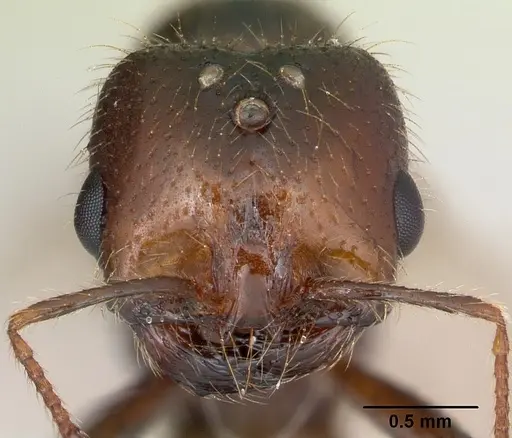 Solenopsis geminata - CASENT0173277