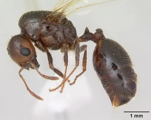 Solenopsis geminata - CASENT0173277