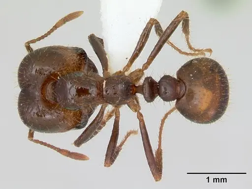 Solenopsis geminata - CASENT0173278