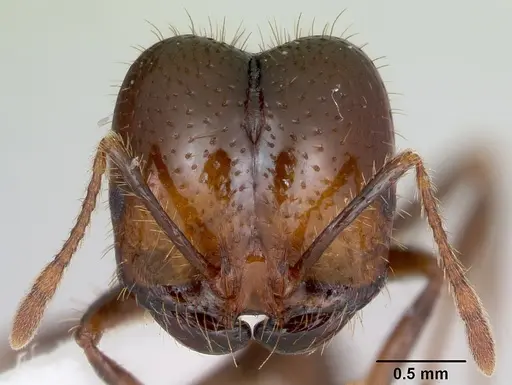 Solenopsis geminata - CASENT0173278