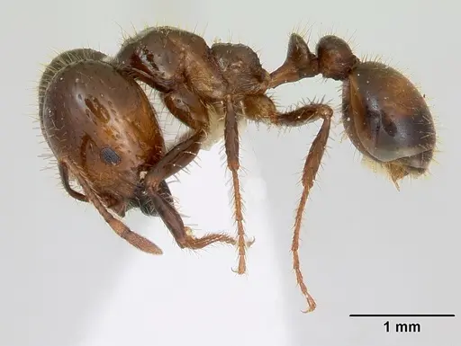 Solenopsis geminata - CASENT0173278