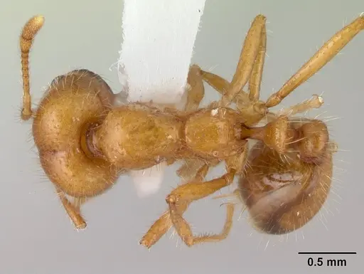 Solenopsis geminata - CASENT0178424