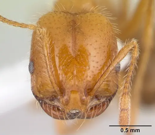 Solenopsis geminata - CASENT0178424