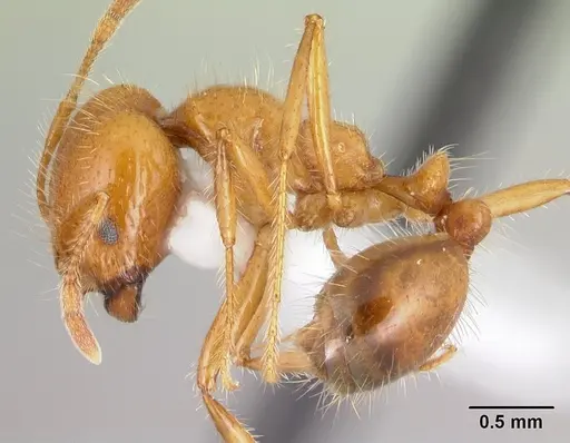 Solenopsis geminata - CASENT0178424