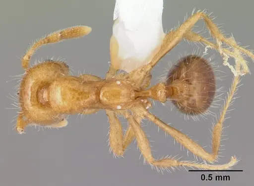 Solenopsis geminata - CASENT0178425