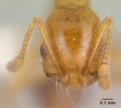 Solenopsis geminata - CASENT0178425