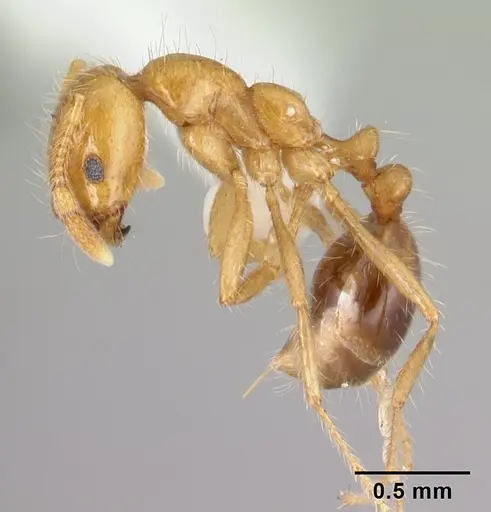 Solenopsis geminata - CASENT0178425