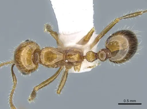 Solenopsis geminata - CASENT0740807