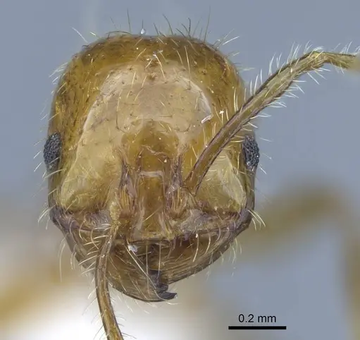 Solenopsis geminata - CASENT0740807