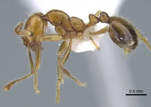 Solenopsis geminata - CASENT0740807