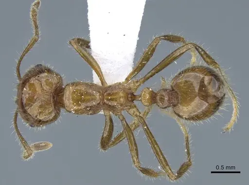 Solenopsis geminata - CASENT0740808