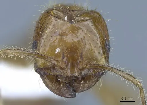 Solenopsis geminata - CASENT0740808