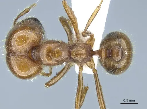 Solenopsis geminata - CASENT0740809