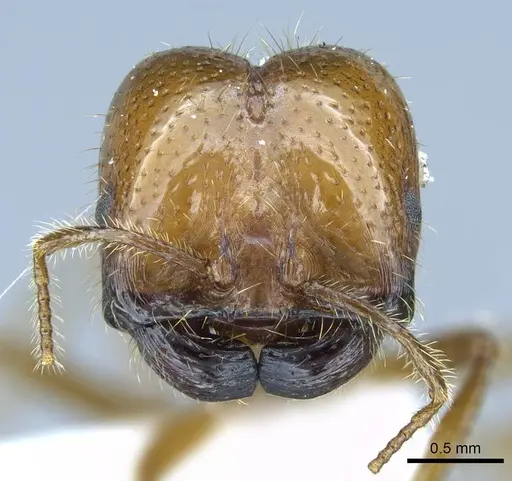 Solenopsis geminata - CASENT0740809