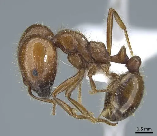 Solenopsis geminata - CASENT0740809