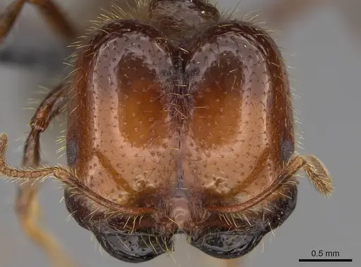 Solenopsis geminata - CASENT0766357