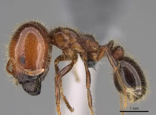 Solenopsis geminata - CASENT0766357