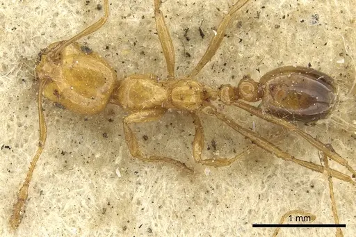 Solenopsis geminata - CASENT0901430