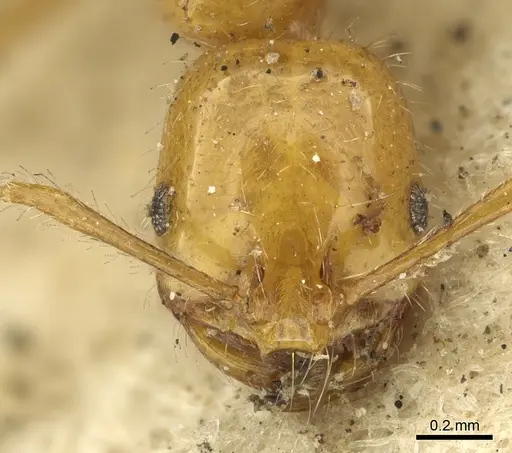 Solenopsis geminata - CASENT0901430