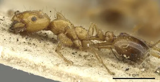 Solenopsis geminata - CASENT0901430