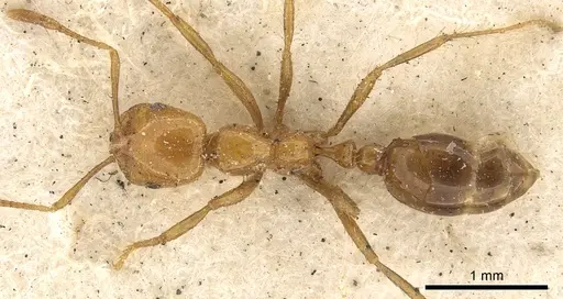 Solenopsis geminata - CASENT0901431