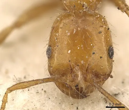 Solenopsis geminata - CASENT0901431