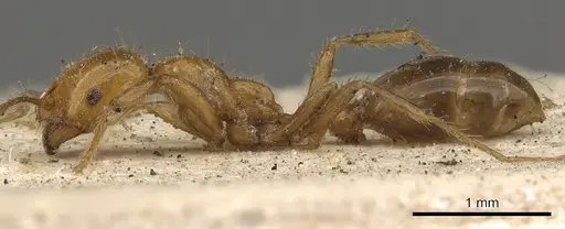 Solenopsis geminata - CASENT0901431