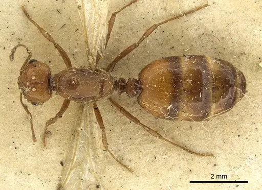 Solenopsis geminata - CASENT0901432