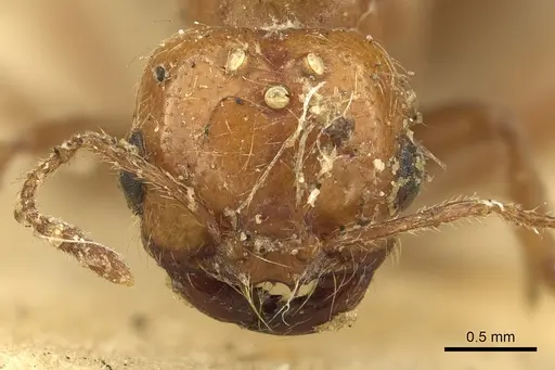 Solenopsis geminata - CASENT0901432
