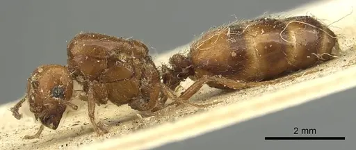 Solenopsis geminata - CASENT0901432