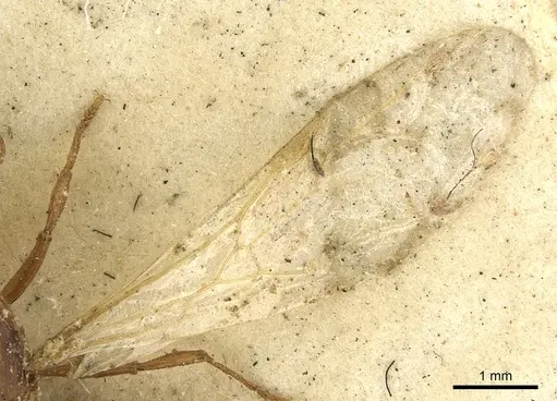 Solenopsis geminata - CASENT0901432