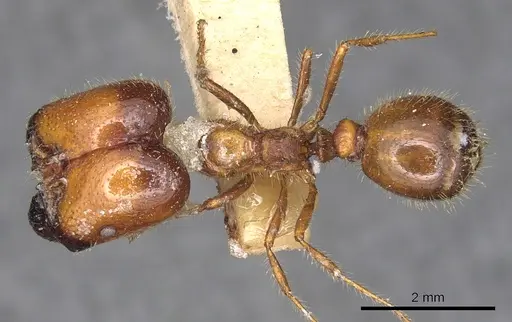 Solenopsis geminata - CASENT0901969