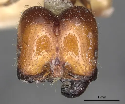 Solenopsis geminata - CASENT0901969