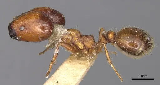 Solenopsis geminata - CASENT0901969