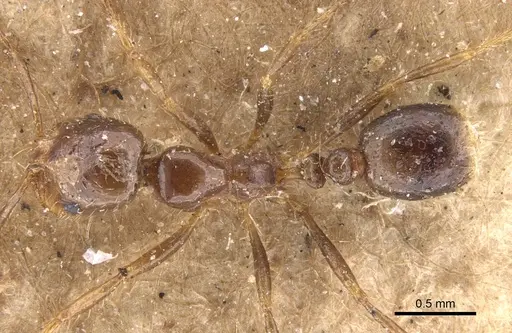 Solenopsis geminata - CASENT0902346