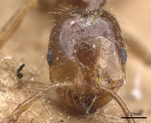 Solenopsis geminata - CASENT0902346