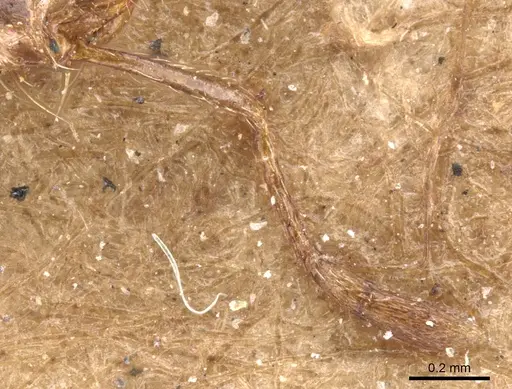 Solenopsis geminata - CASENT0902346