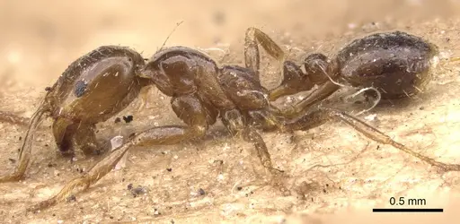 Solenopsis geminata - CASENT0902346