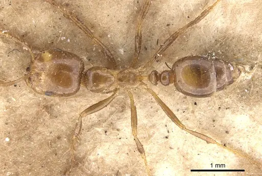 Solenopsis geminata - CASENT0902347