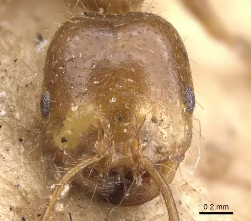 Solenopsis geminata - CASENT0902347