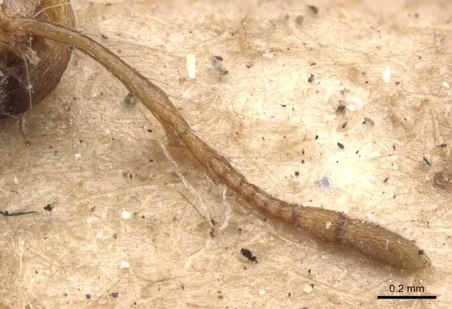 Solenopsis geminata - CASENT0902347