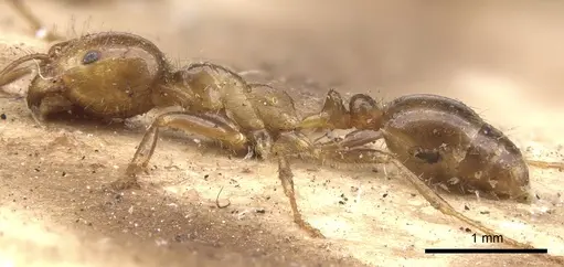 Solenopsis geminata - CASENT0902347