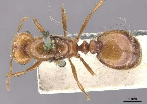 Solenopsis geminata - CASENT0902348