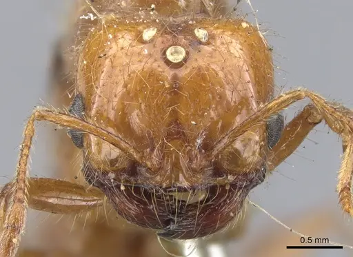 Solenopsis geminata - CASENT0902348