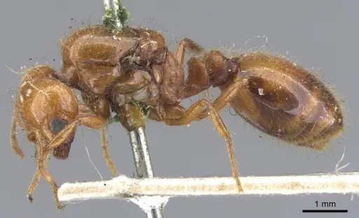 Solenopsis geminata - CASENT0902348
