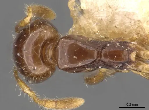 Solenopsis geminata - CASENT0908793